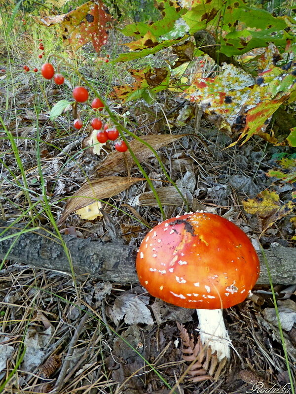 Красавчик - Raduzka (Надежда Веркина) Красавчик - Raduzka (Надежда Веркина)