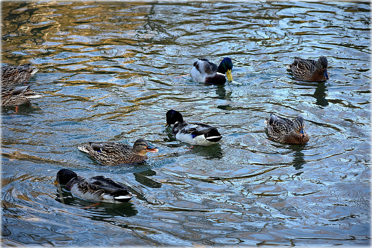 Кря...! - Александр Шимохин