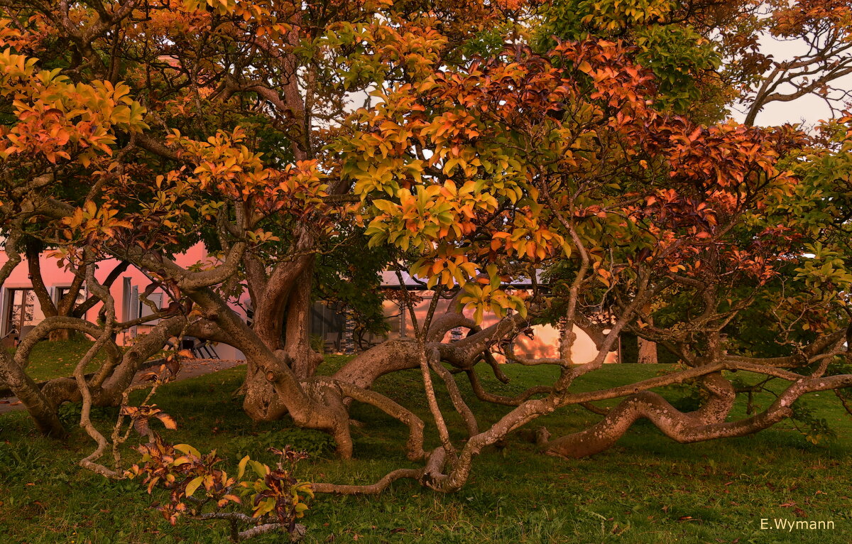 в краю магнолий - Elena Wymann