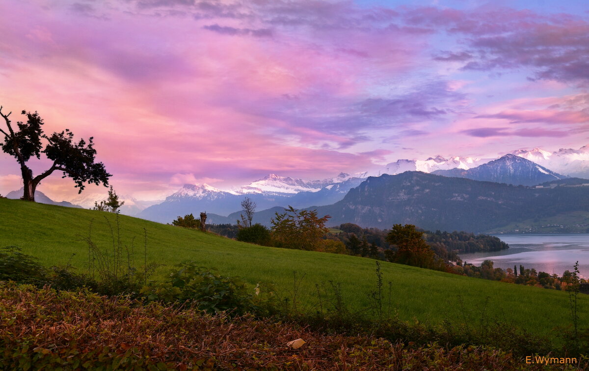 одинокое дерево - Elena Wymann