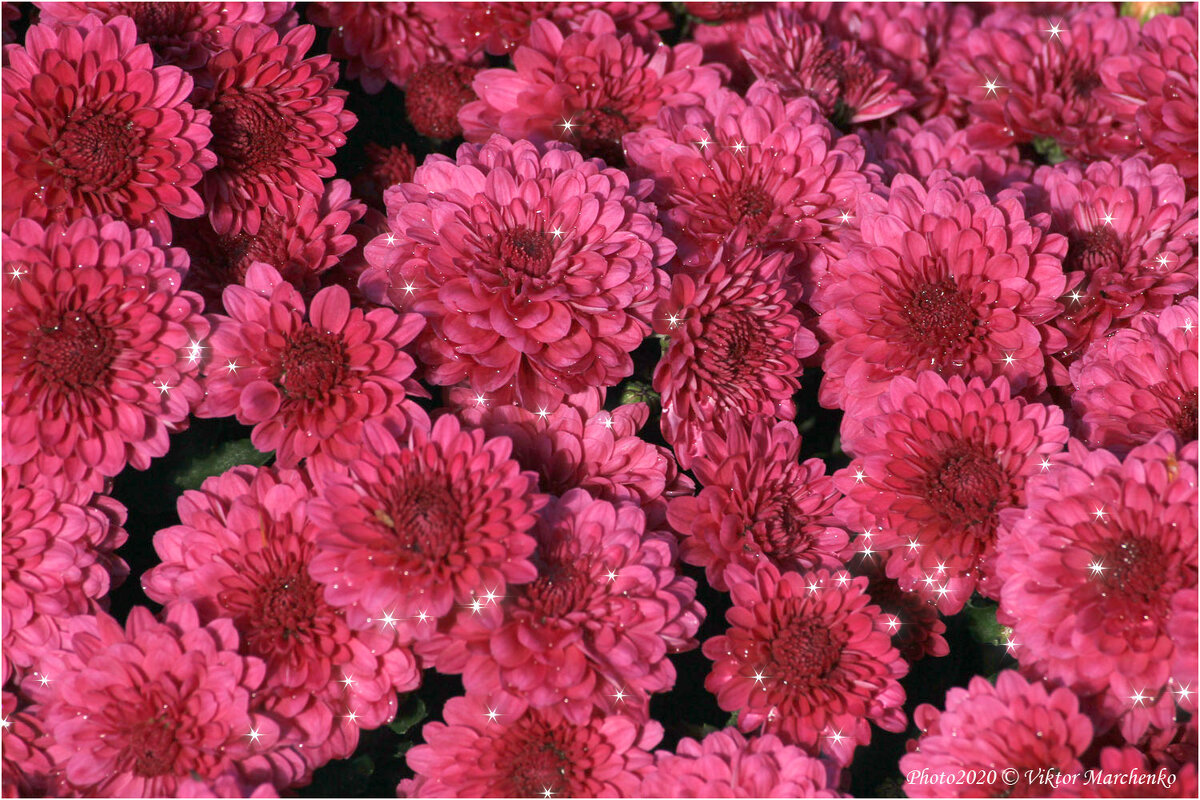 Хризантемы - Виктор Марченко