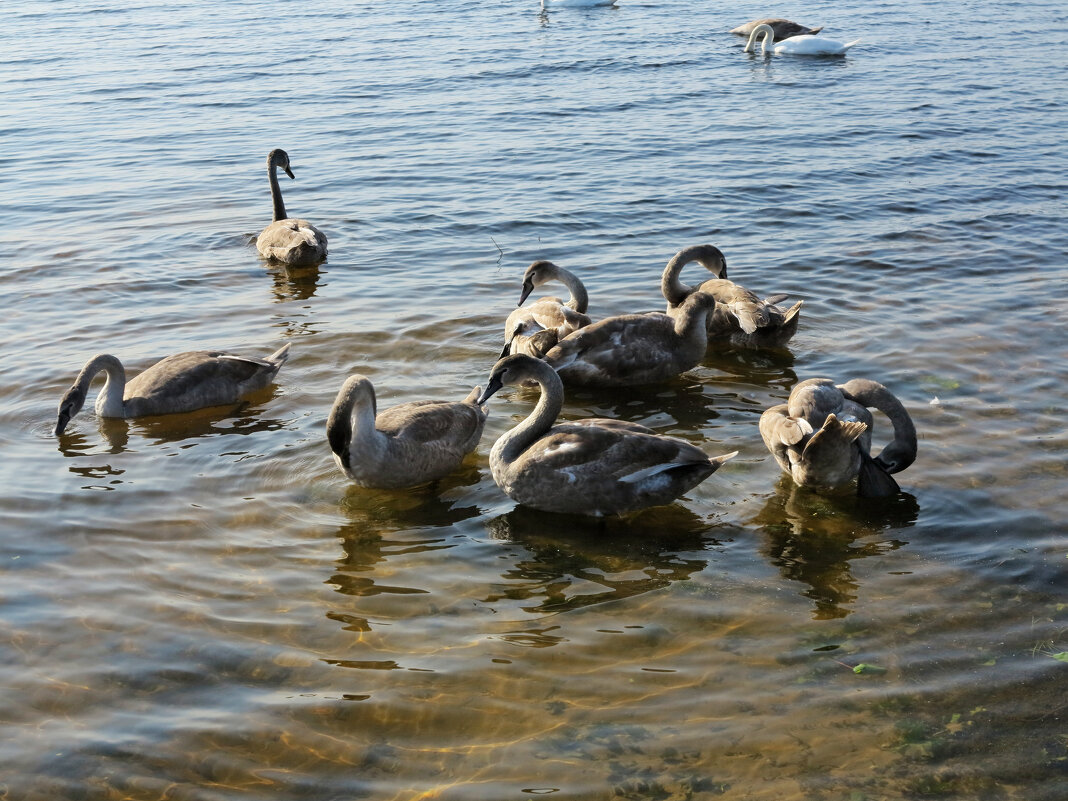 Молодые - Наталья 