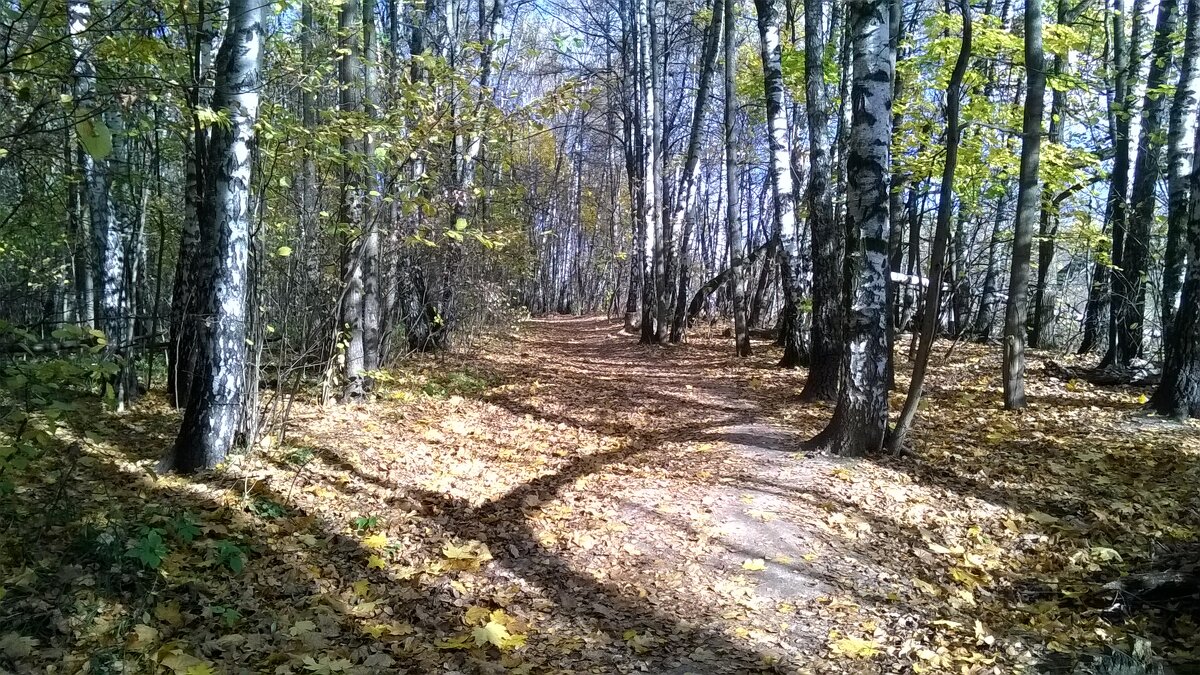 Тропа в берёзовой роще - Игорь Ч.