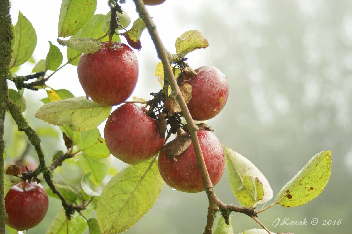 * - Елена Kазак (selena1965) * - Елена Kазак (selena1965)