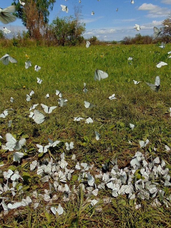 Бабочки летают,бабочки... - nadyasilyuk Вознюк Бабочки летают,бабочки... - nadyasilyuk Вознюк