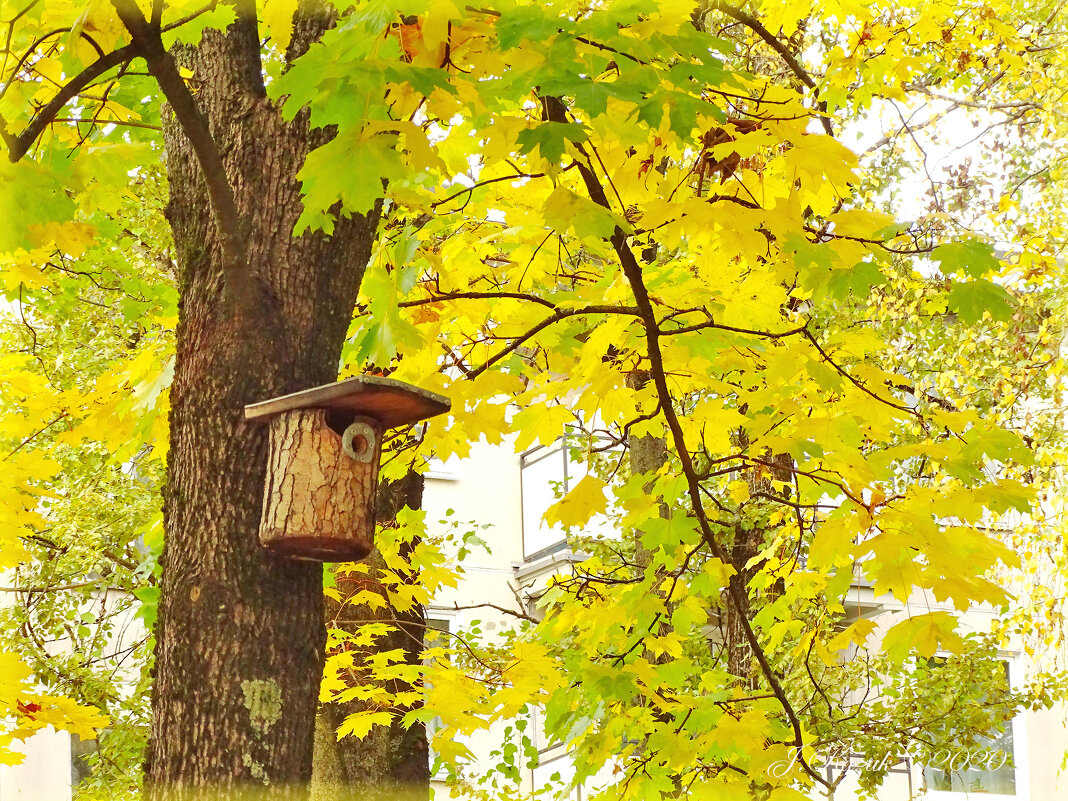 * - Елена Kазак (selena1965) * - Елена Kазак (selena1965)