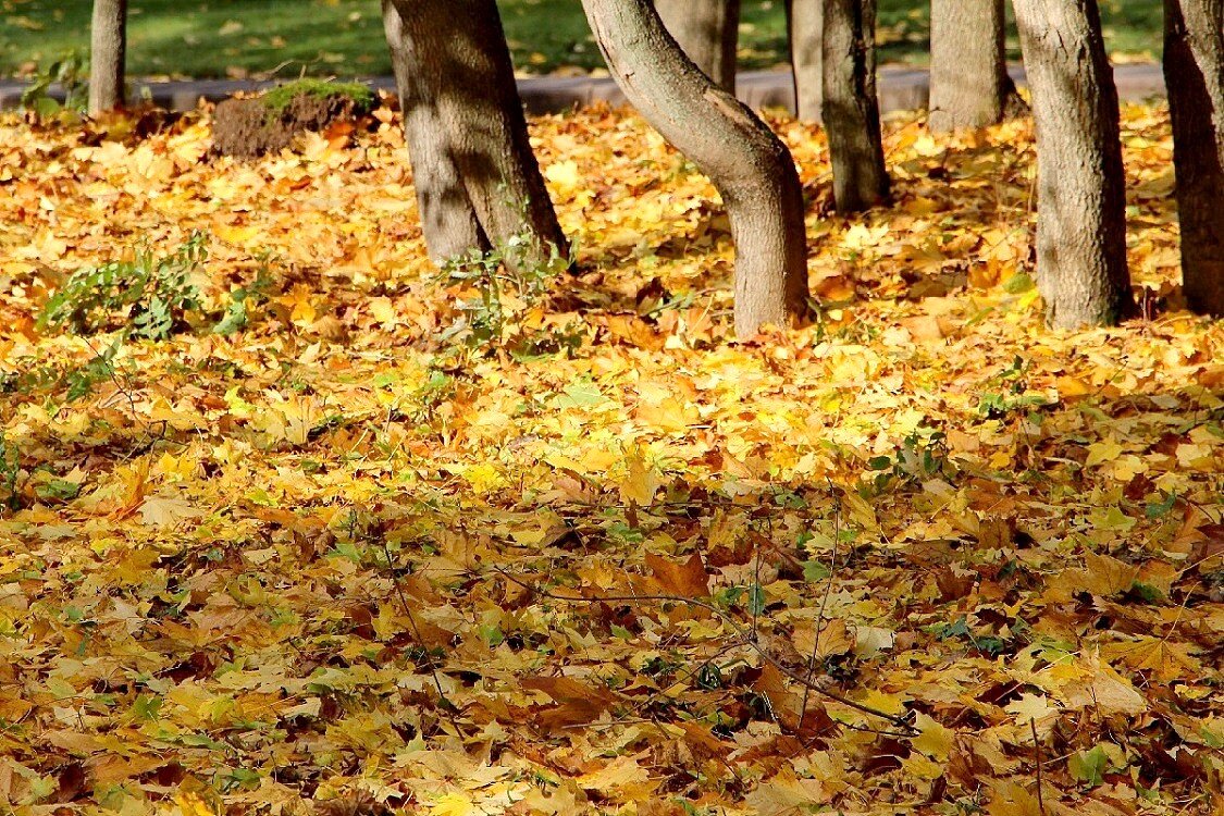 А осень ковер под ноги сбросит и никого о том не спросит. - Надежд@ Шавенкова