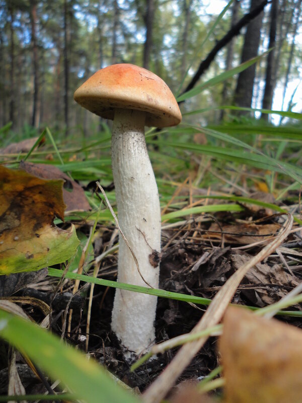 На цыпочках. - nadyasilyuk Вознюк На цыпочках. - nadyasilyuk Вознюк