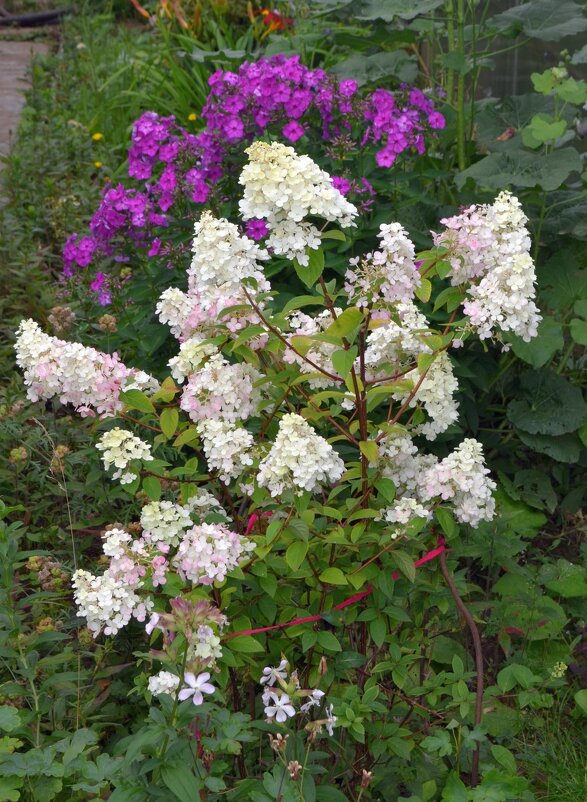 Гортензия - Владимир Перваков Гортензия - Владимир Перваков