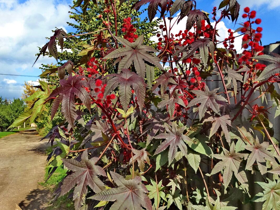 Единственный вид — Клещевина обыкнове́нная (Ricinus commúnis) —ООБЩИЙ ВИД. - vodonos241 