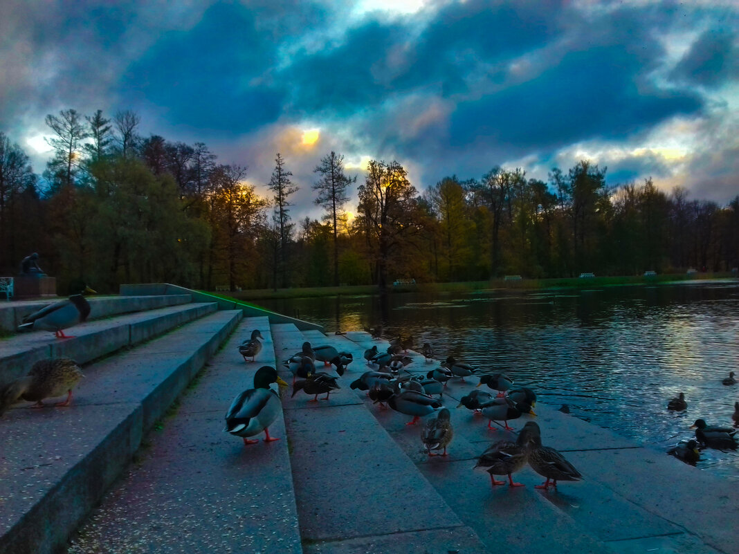 Утки на рассвете - Сапсан Утки на рассвете - Сапсан