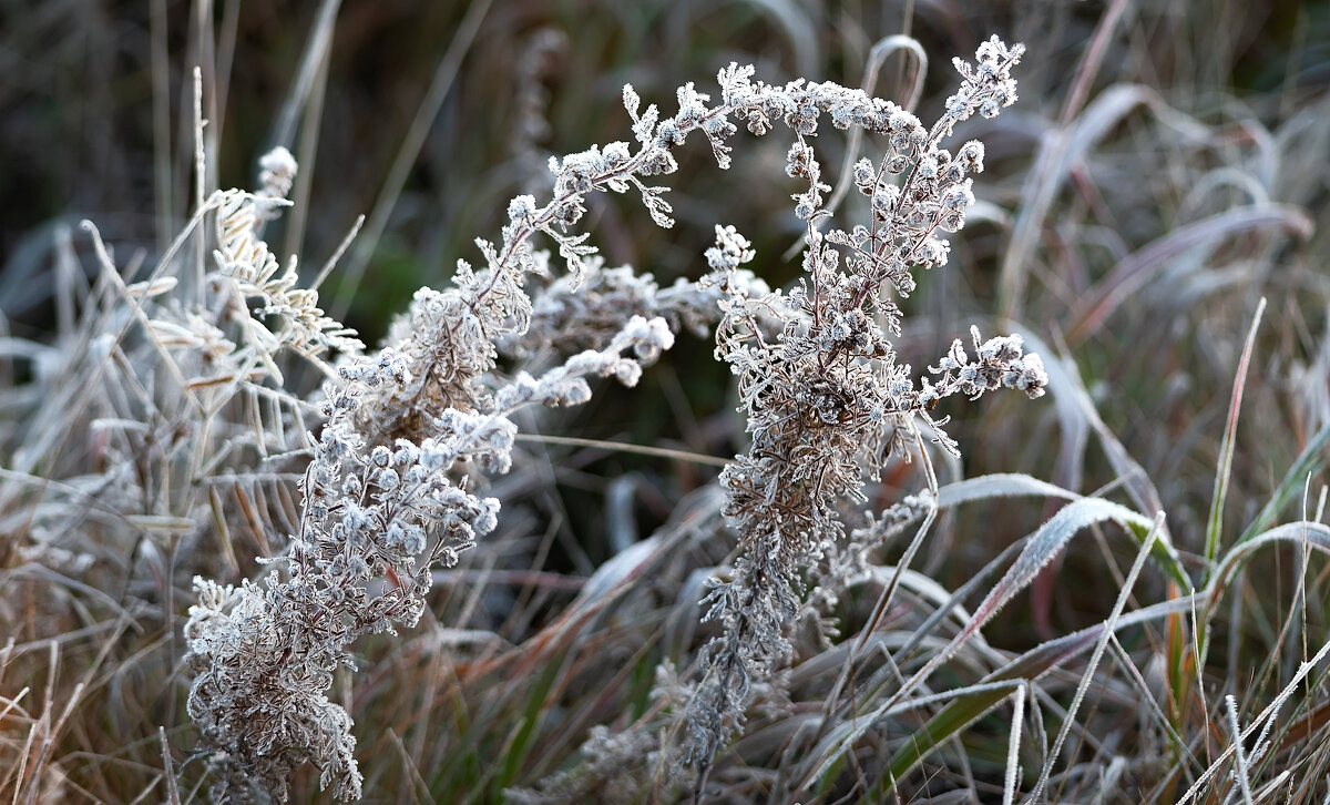 МОРОЗНЫЕ КРУЖЕВА - Володька Завитушкин