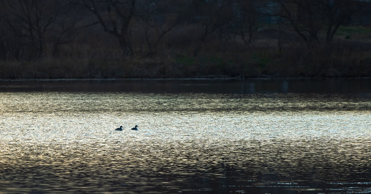 На днях уже улетят ... - Евгений Хвальчев