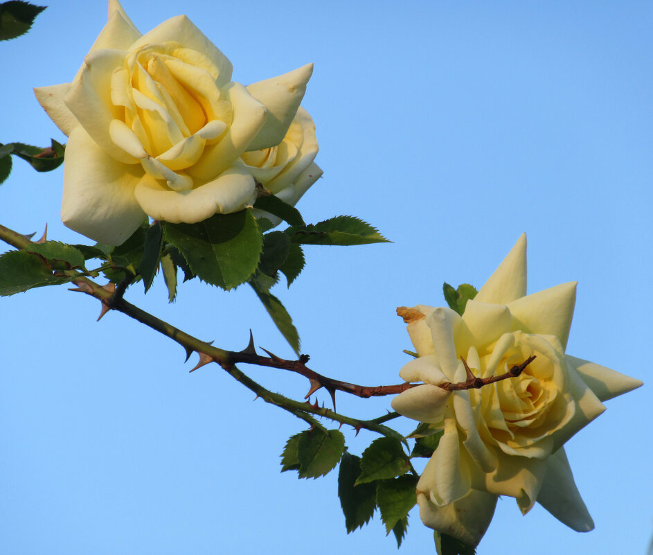 Розы... розы... - viach 