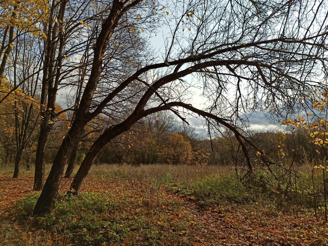 Городской парк. - Татьяна *