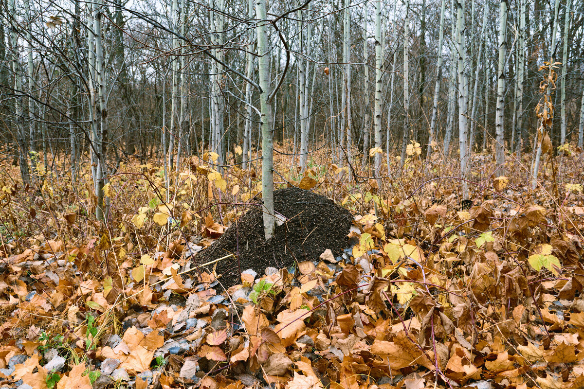 ... - Олег Архипов