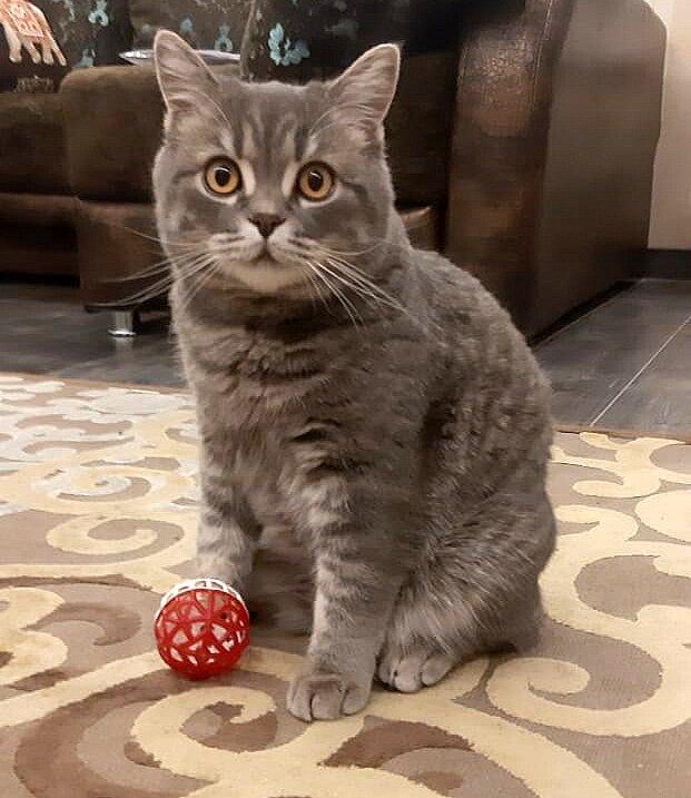 Не играю ...не хочу ...вот ! - Мила Бовкун Не играю ...не хочу ...вот ! - Мила Бовкун