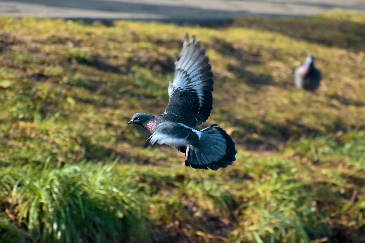Махнул крылом и был таков... - Татьяна Помогалова Махнул крылом и был таков... - Татьяна Помогалова