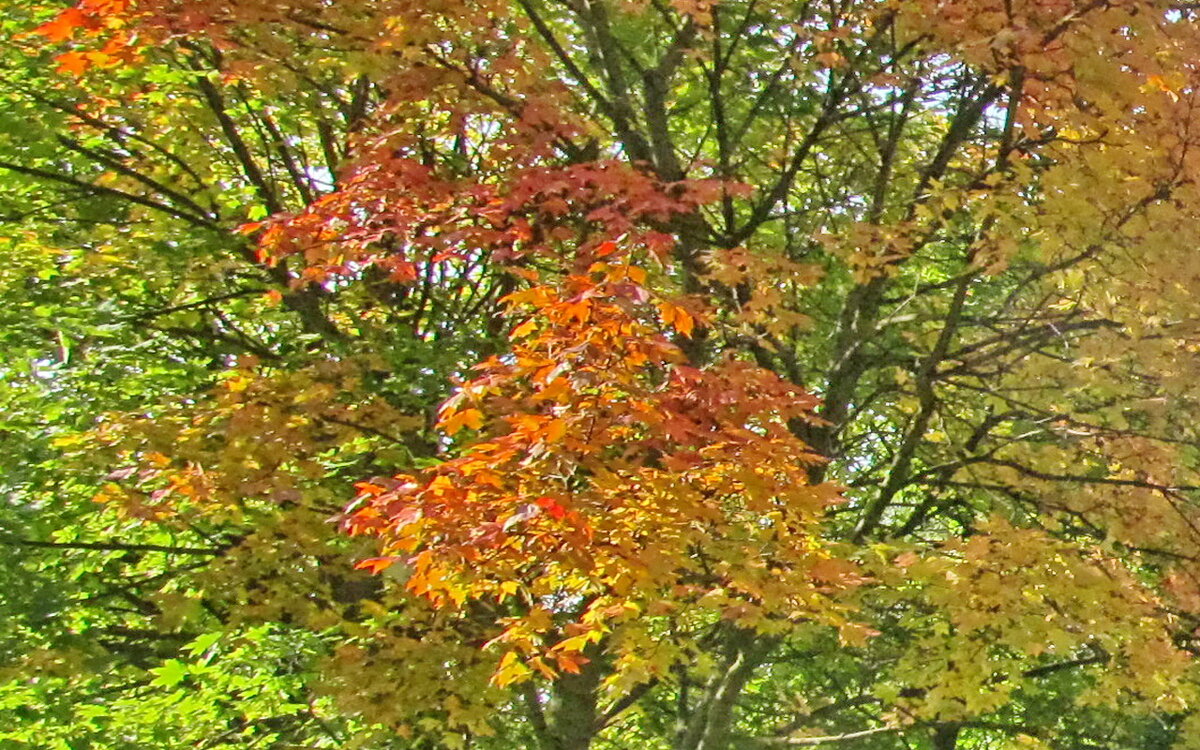 Осенняя акварель - Ольга Елисеева Осенняя акварель - Ольга Елисеева
