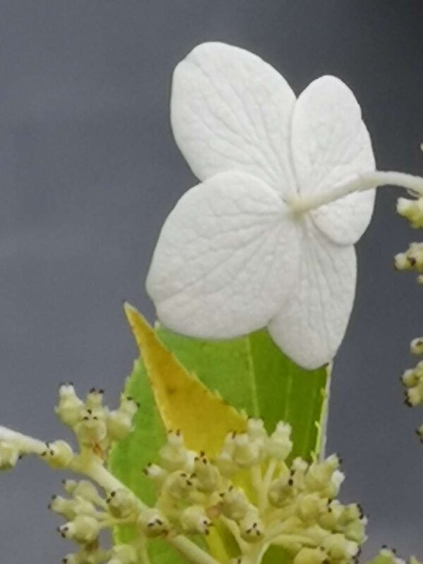 капустная фиалка - вика 