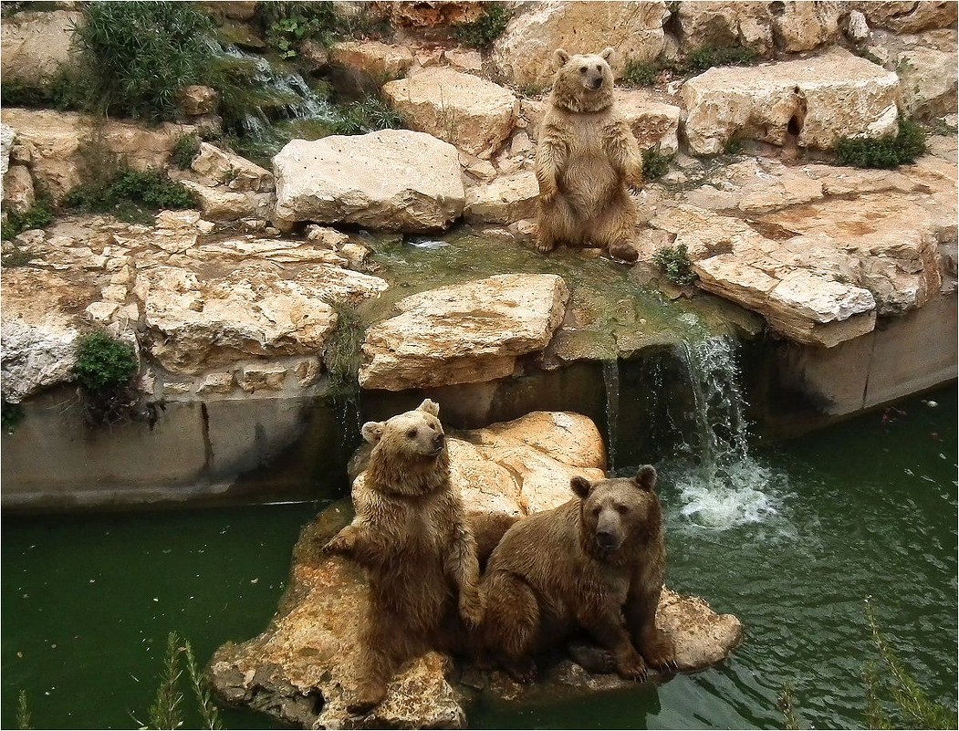 Еще булочку, плиз! - Аркадий Голод