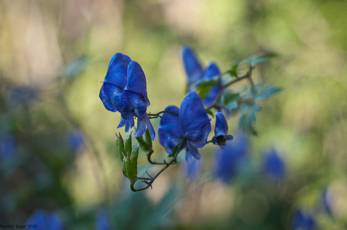 *** - Дмитрий Касай