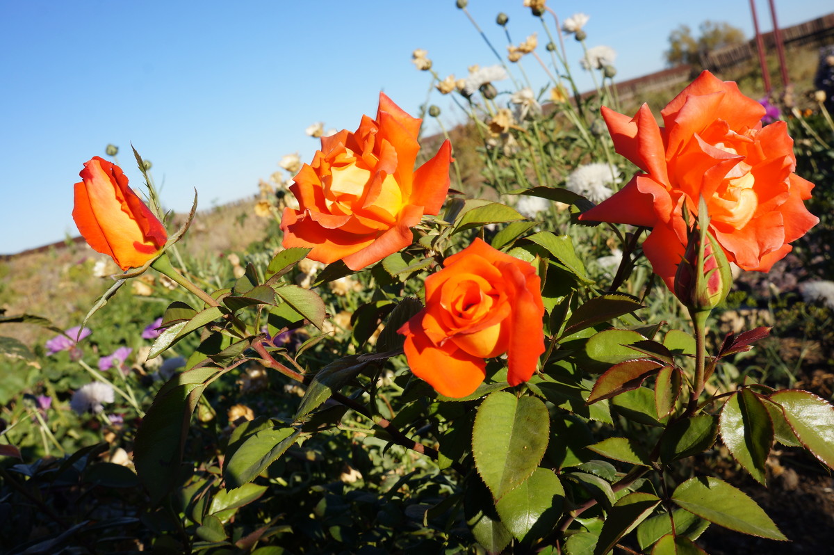 осенняя радость - татьяна 