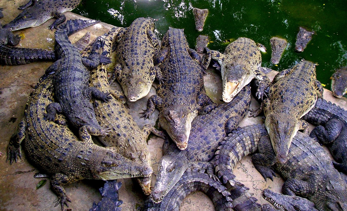 Голодные клювики - Ирина Сивовол Голодные клювики - Ирина Сивовол