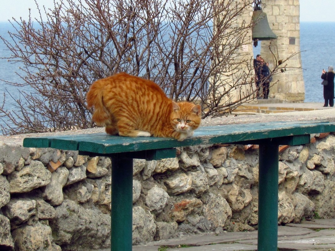 Кошки Херсонеса. Ты сними,сними меня,фотограф... - Дядюшка Джо