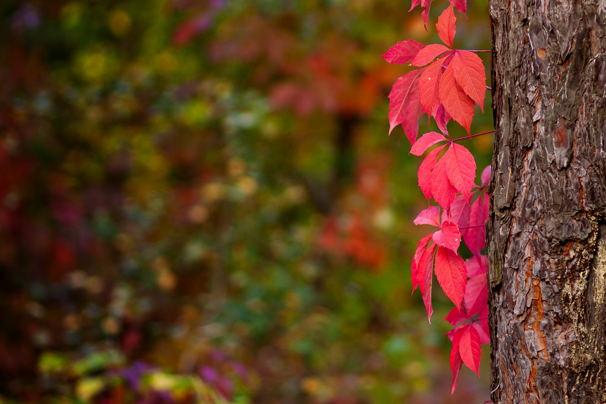 Из осенних этюдов - Андрей Попов