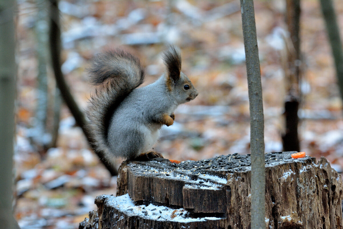 Открытие лесной столовой. - Александр Зуев Открытие лесной столовой. - Александр Зуев