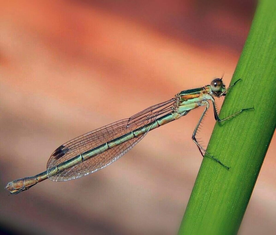 Крылья лета! - Елена Хайдукова ( Elena Fly ) Крылья лета! - Елена Хайдукова ( Elena Fly )