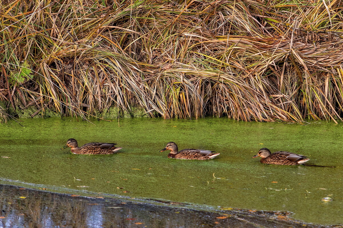 Трио. - Анатолий. Chesnavik.