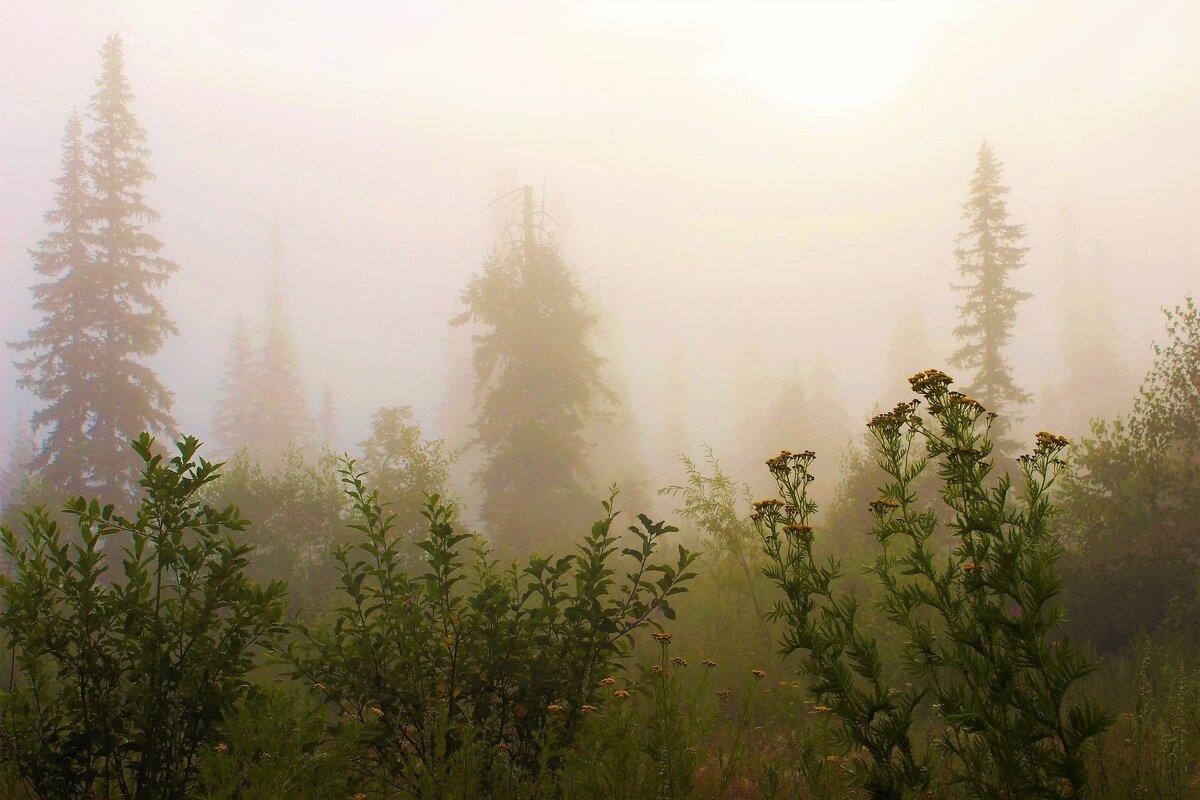 Утром снова туман - Сергей Чиняев Утром снова туман - Сергей Чиняев
