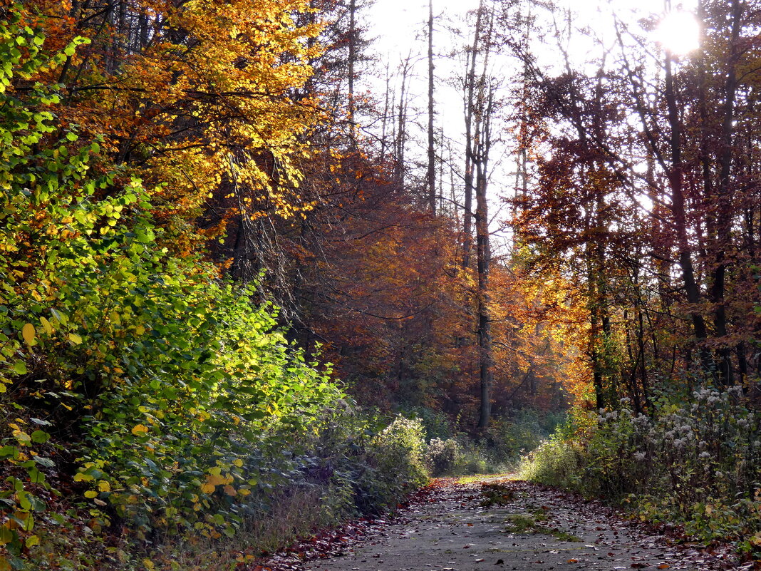 Свет и тени, цвета осени - Heinz Thorns Свет и тени, цвета осени - Heinz Thorns