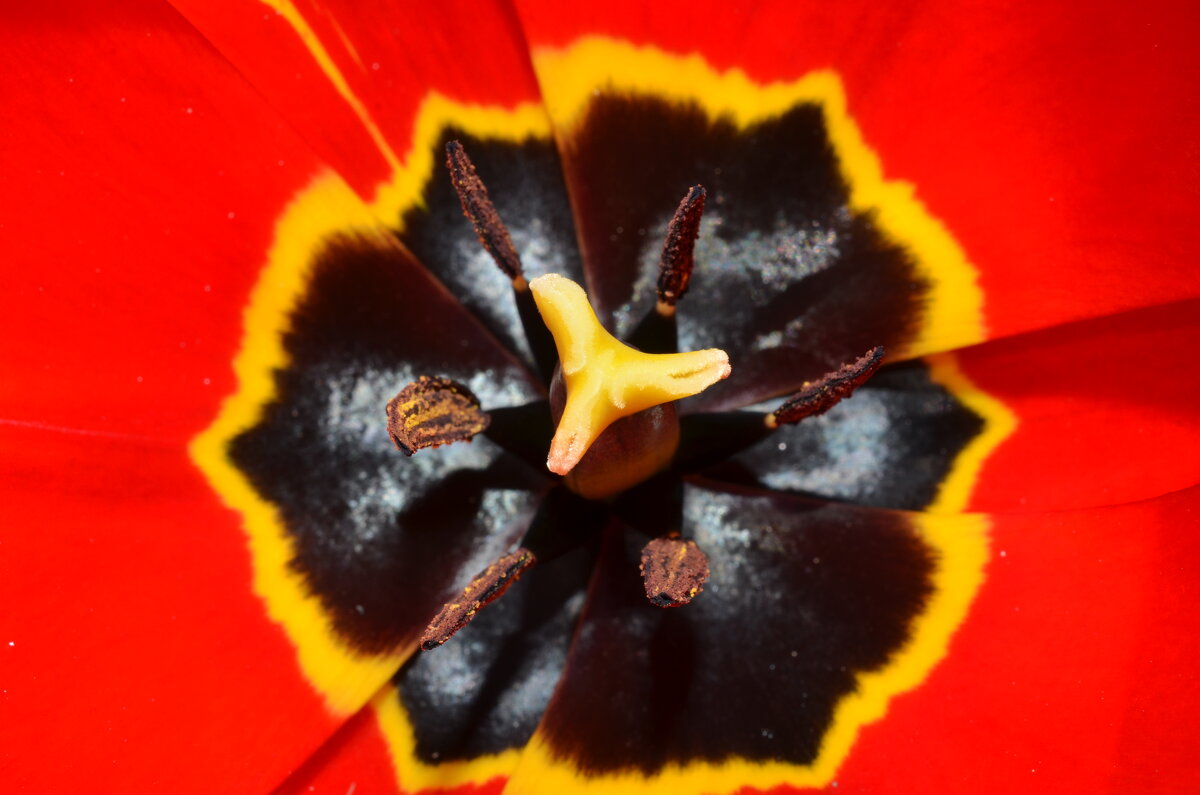 Тюльпаш - Ольга Скляренко