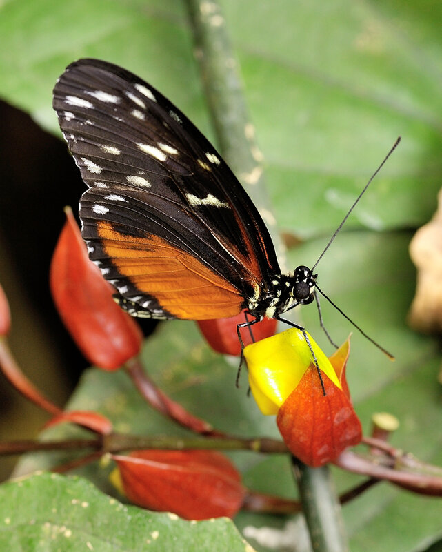 Heliconius hecale - Bo Nik