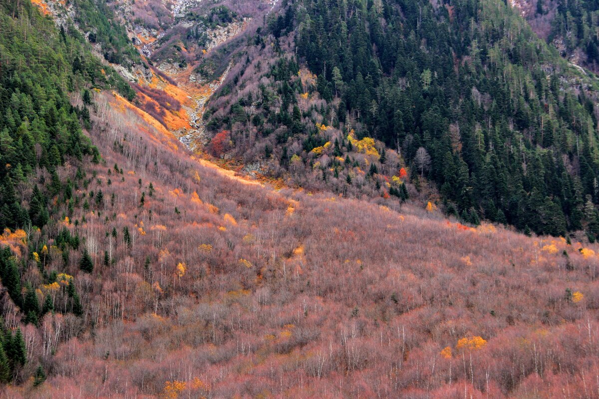 После снежной лавины вот молодая поросль - Вячеслав Случившийся После снежной лавины вот молодая поросль - Вячеслав Случившийся