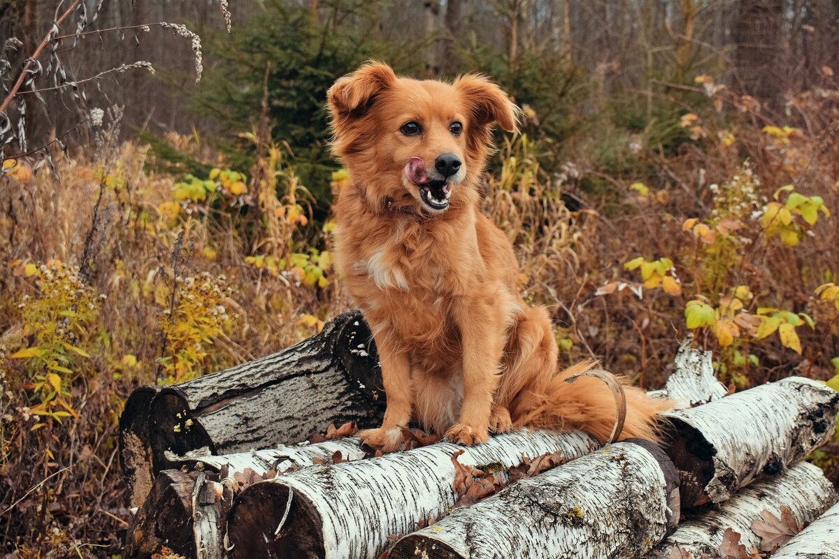 Привет от Пчёлки. - Татьяна Помогалова