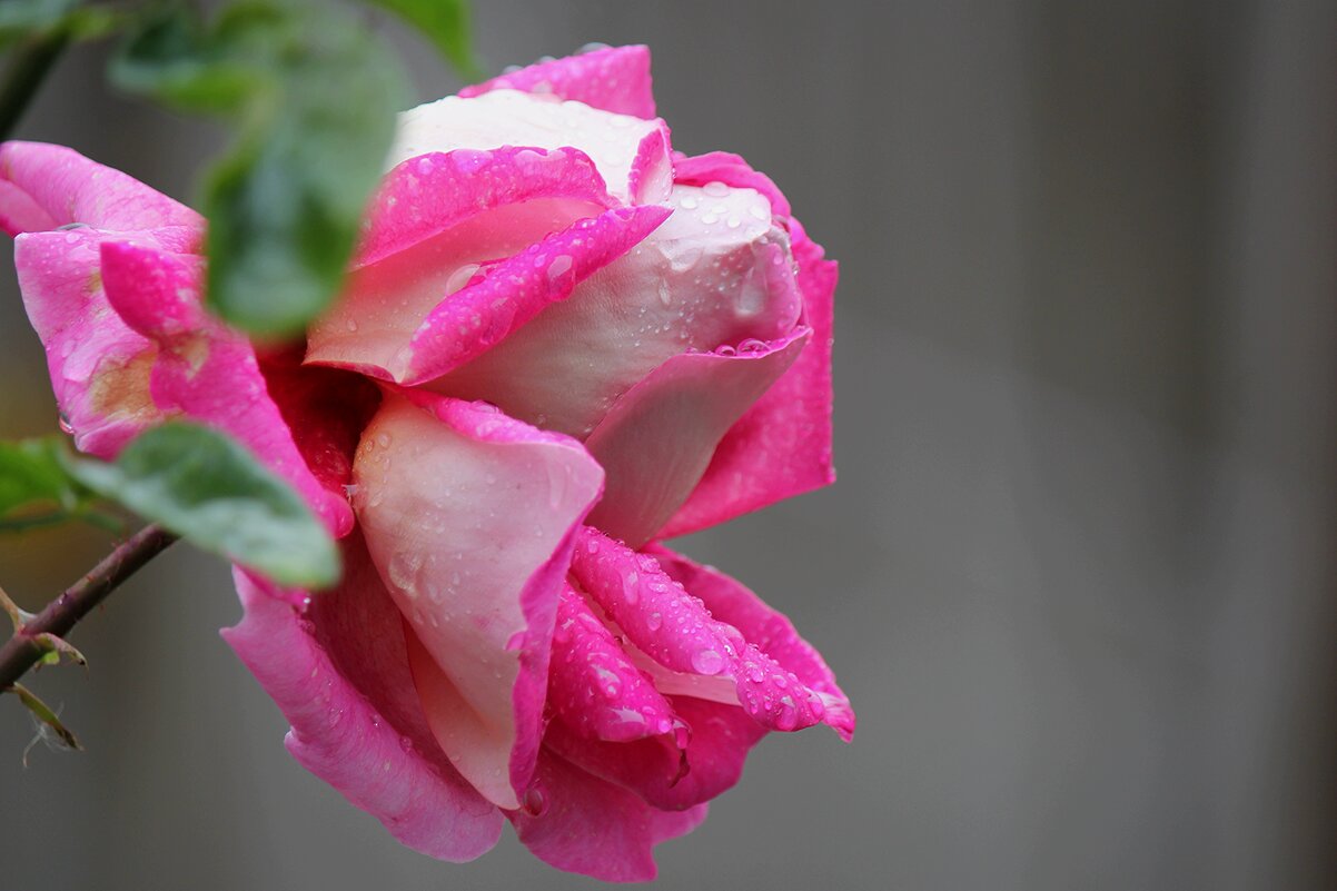 *** - kentiya *** - kentiya