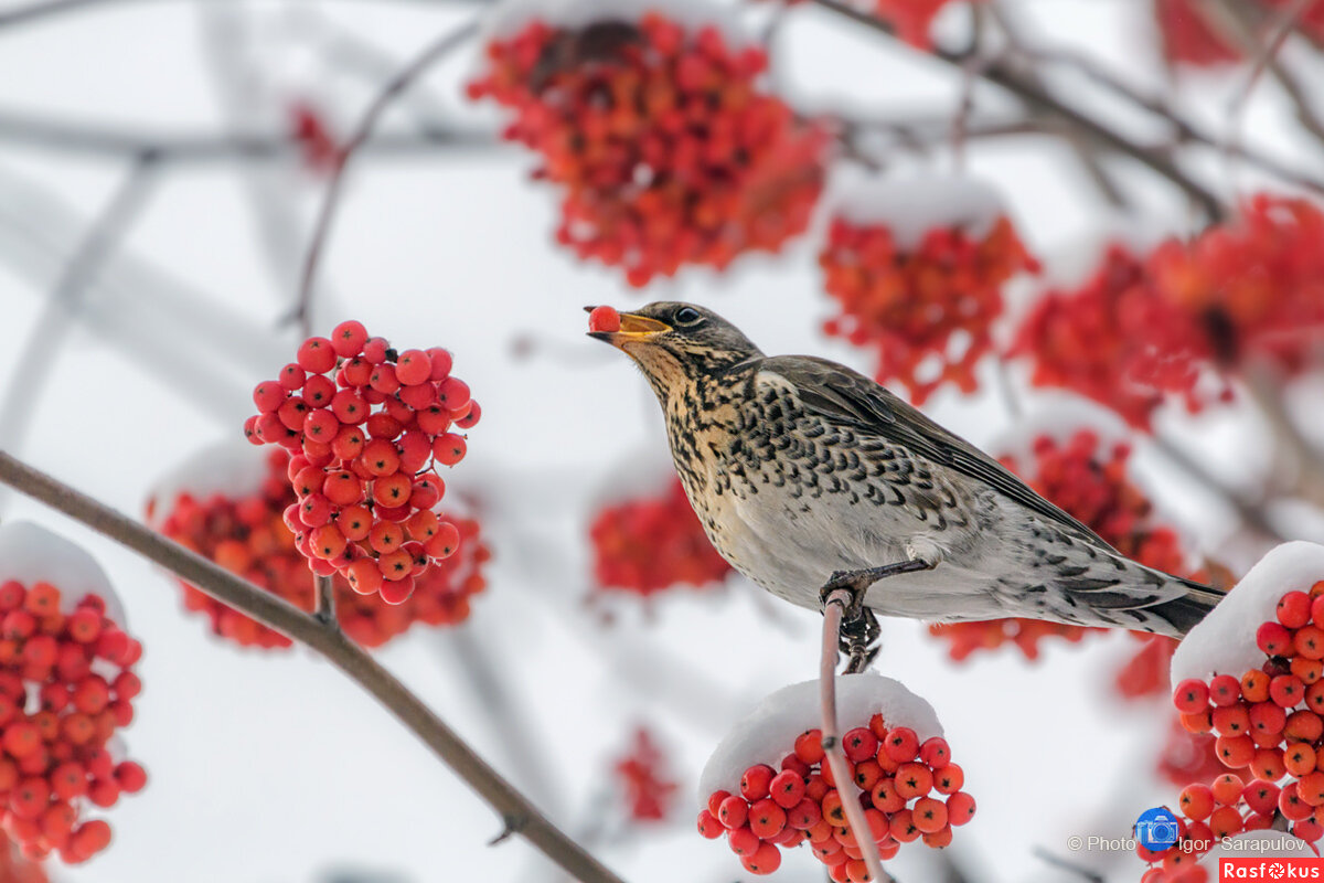 Turdus pilaris - Игорь Сарапулов