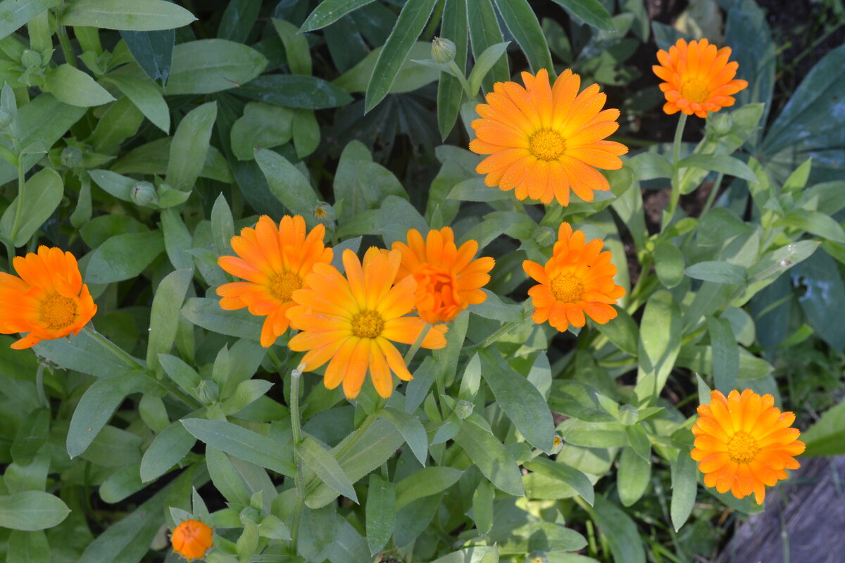 Ноготки. - zoja 