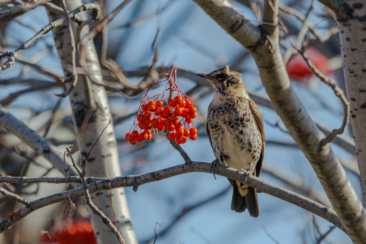 *** - Виктор Иванович Чернюк *** - Виктор Иванович Чернюк