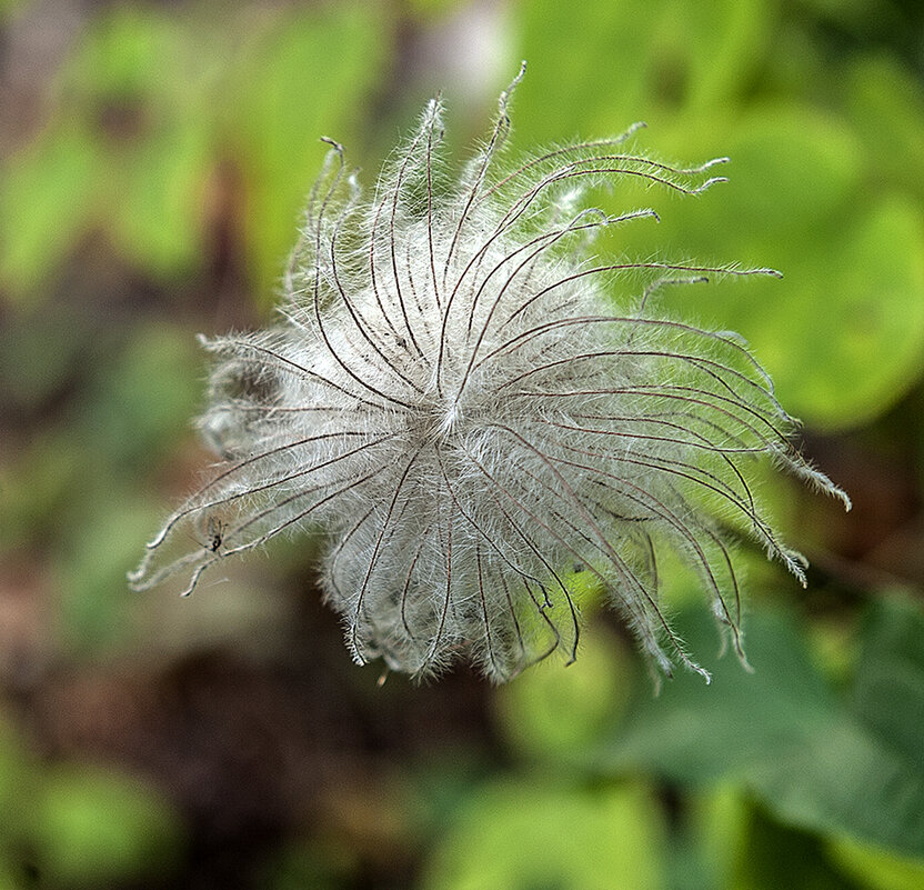 Клематис  осенью - Ольга Дядченко