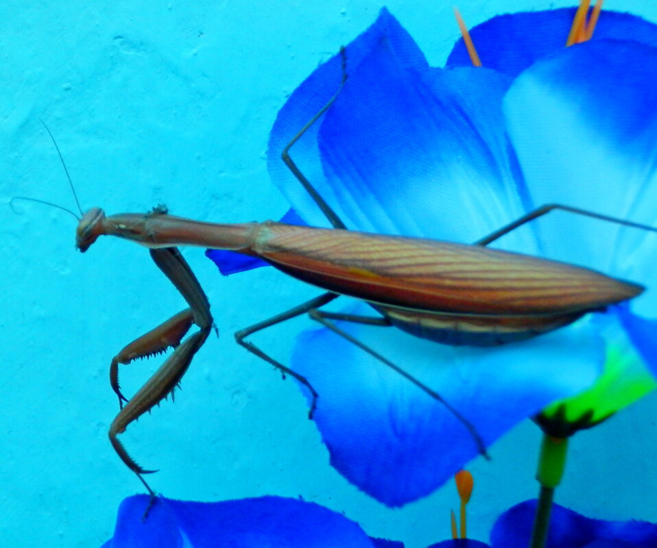 богомол - Люша 