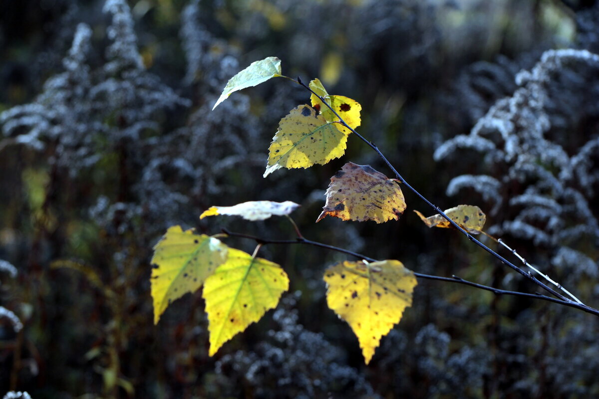 Зимы начало... - Владимир однакО... Зимы начало... - Владимир однакО...