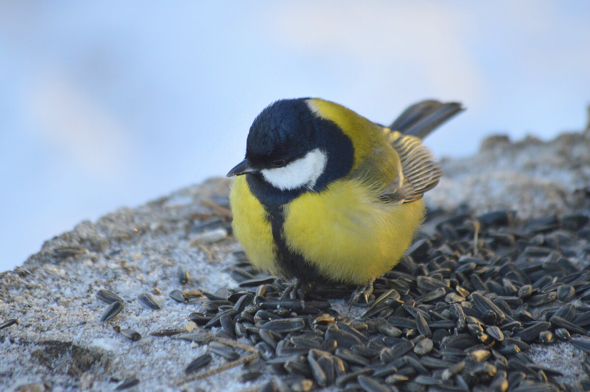 Самая смелая синичка - Татьяна Лютаева Самая смелая синичка - Татьяна Лютаева