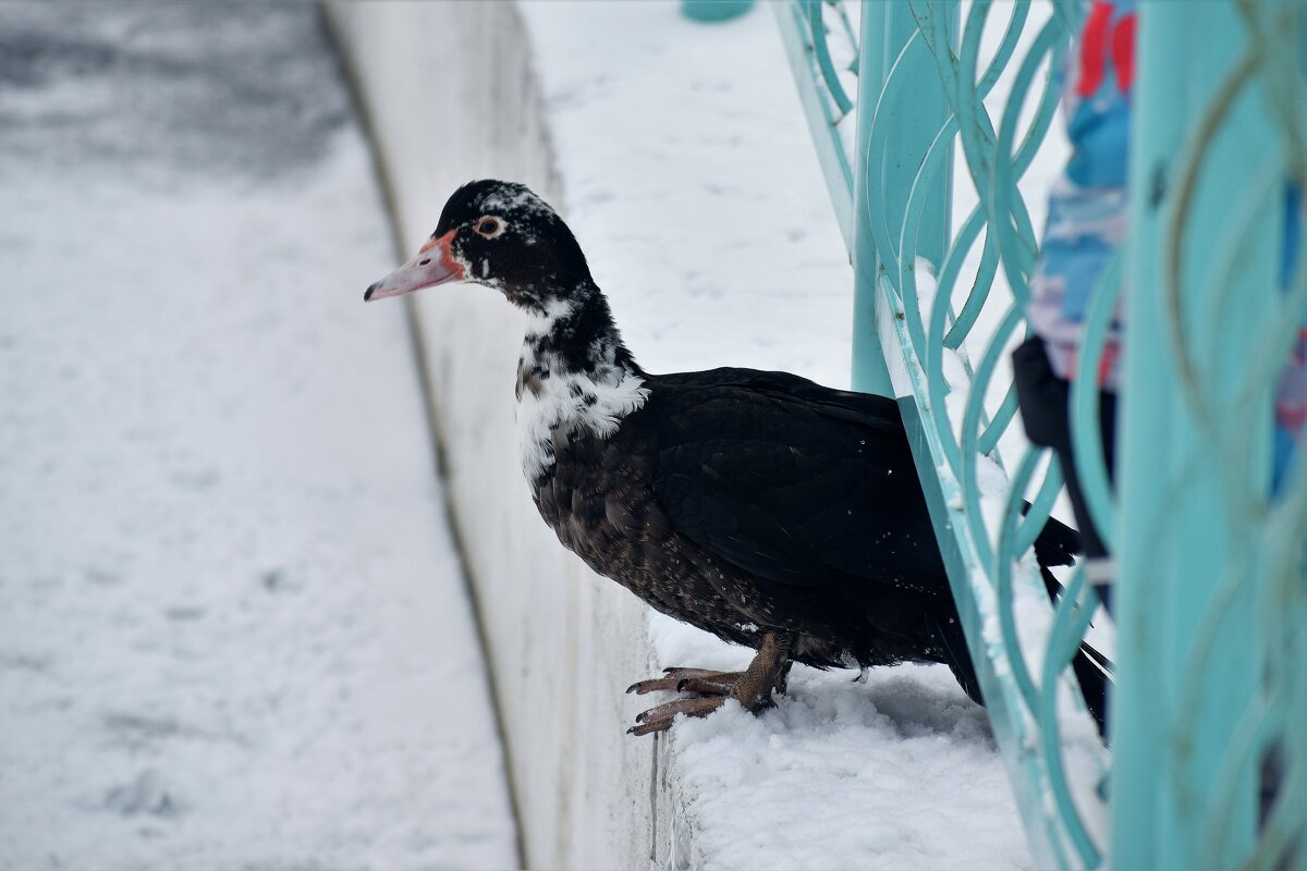 Взлетела на берег. - Татьяна Помогалова