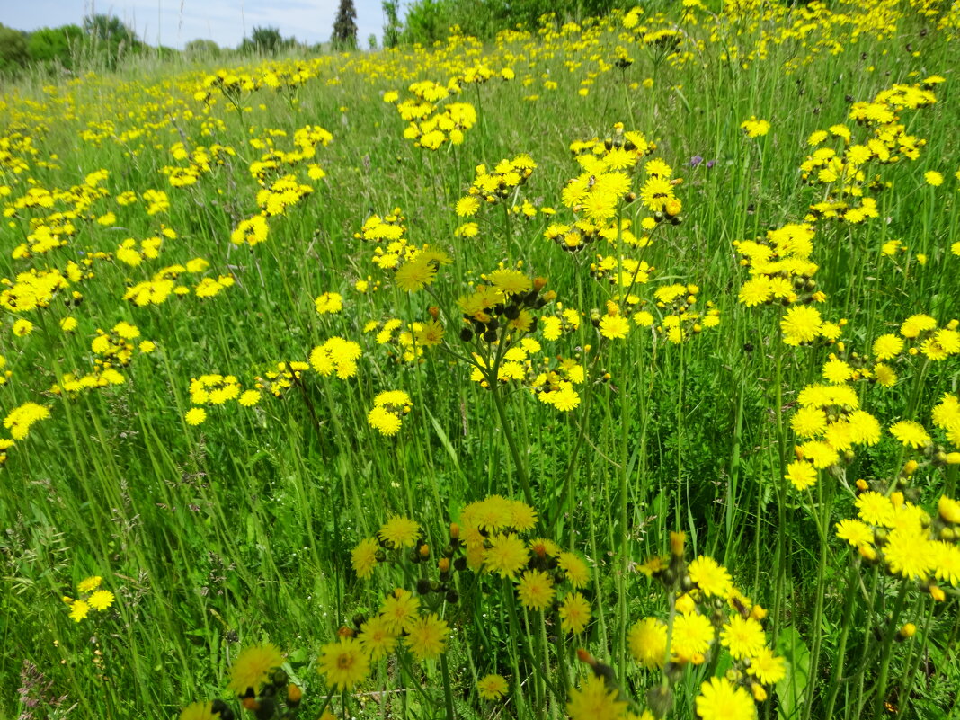 Ястребинка обыкновенная. - vodonos241 Ястребинка обыкновенная. - vodonos241