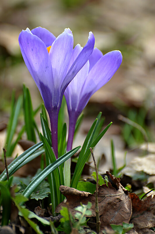 Крокусы... - Наташа *****
